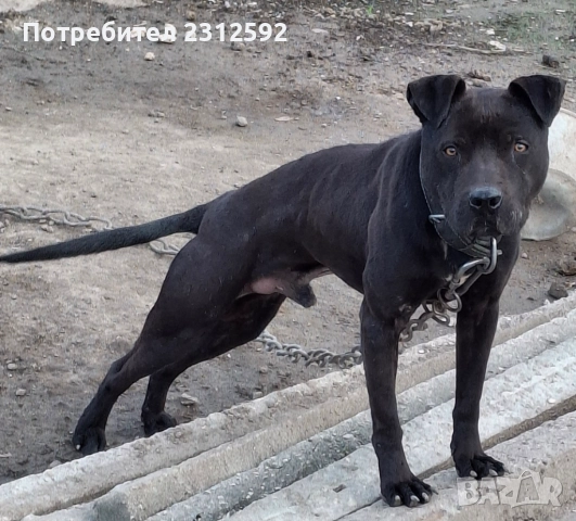 Продава се мъжки питбул!