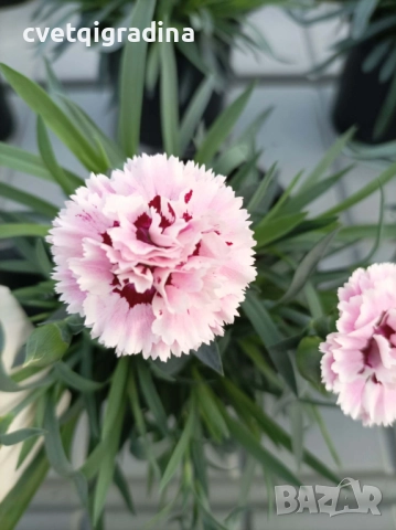 Двуцветен градински карамфил, снимка 3 - Градински цветя и растения - 52814389