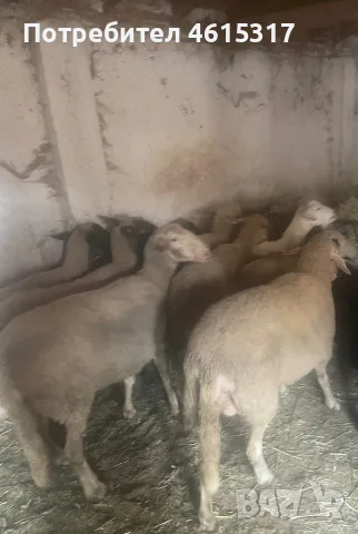 Продавам много дебели овце