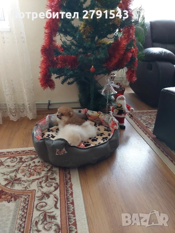 померан момче , снимка 5 - Померан - 52972734