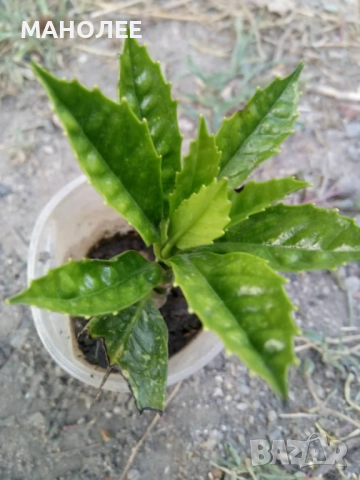 Японска  аукуба, снимка 2 - Градински цветя и растения - 52695710