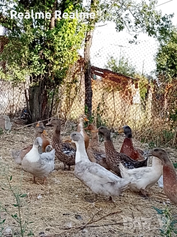 Продавам патици 