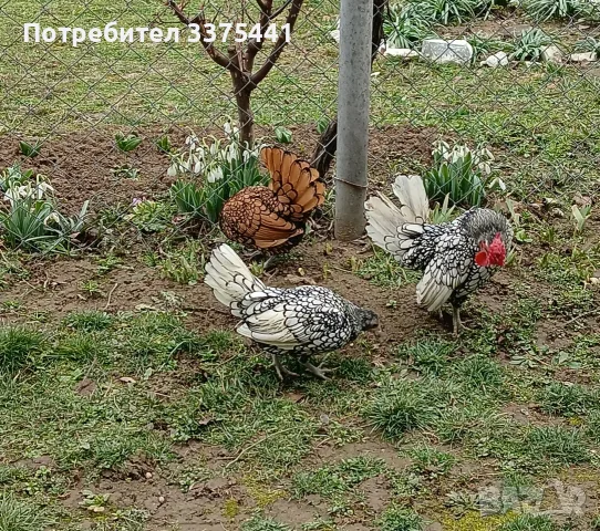 предлагам яйца от сребърни и златни зибрайти , снимка 5 - Кокошки и пуйки - 55955579