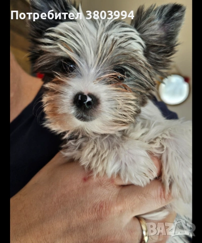 Йоркширски териер Мерле Blue berry с родословие! 