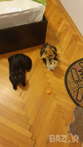 Дом за Черна принцеса, може и приемен, снимка 14 - Други - 53331492