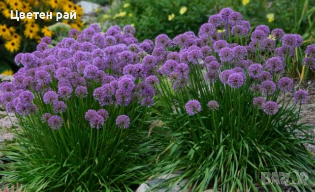 Два вида alium едър цвят и малък цвят 3€брой саксия едър цвят и 2€брой саксия малък цвят , снимка 3 - Градински цветя и растения - 53759518