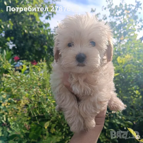 Малтипу♥️♥️Момичета, снимка 3 - Пудели - 56126037