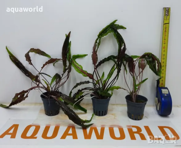 "ПРОМОЦИЯ" Криптокорина – Cryptocoryne undulata "Broad Leaf", снимка 1