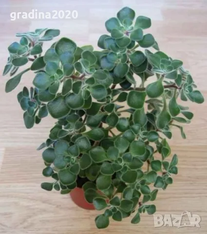 Разсад Дървото на парите Цена за 1 саксия 8лв, снимка 2 - Разсади - 49239000