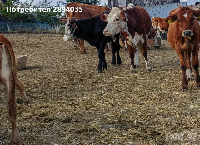 телета бозайници, отбити, за клане , снимка 6 - Крави - 56158184