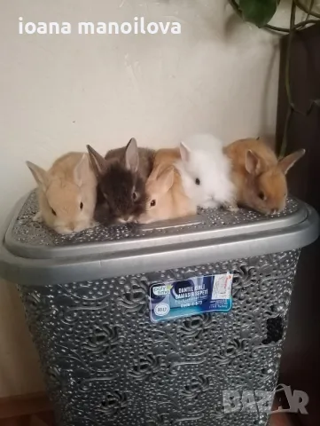 Продавам декоративни зайчета , снимка 1