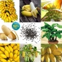 50 бр. Семена от Бонсай бананово дърво екзотични редки плодове палма за декорация на градината, снимка 14