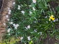 луковици от бели нарциси много миришещи, снимка 1 - Градински цветя и растения - 40457237