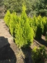 Туя смарагд , глобоза , западна , снимка 1