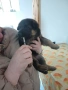 немски овчарки , снимка 5