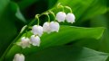Предлагам корени Момина сълза, снимка 1 - Градински цветя и растения - 36017838