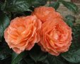 Роза 11, снимка 1 - Градински цветя и растения - 41784923