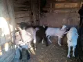 Продавам един пръч и ярета, снимка 2