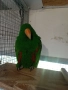 Мъжки папагал еклектус, снимка 1