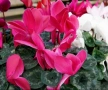 Циклама от микс цветове , снимка 3