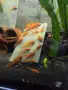 воален анцитрус L144 , снимка 2
