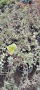 Радиканс пъстър- зелено и бяло, снимка 1 - Градински цветя и растения - 44277624