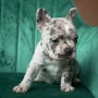 Бебета French bulldog , снимка 4