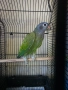 Бебе синеглав амазонек, снимка 2