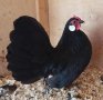 Продавам черен Розкомб., снимка 1 - Кокошки и пуйки - 40147963