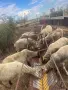 Продавам овце брак , снимка 1
