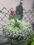 Сукуленти  и други многогодишни градински цветя, снимка 5