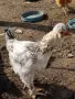 Продавам петли., снимка 5