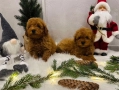Мини пудел, снимка 5