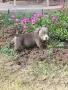 Американско були покет  American bully , снимка 2