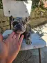 Френски Булдог Синьо мерле , снимка 1