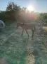 Три Жребчета на 6 месечна възраст, снимка 3