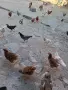 Кокошки, ярки, петли, снимка 3