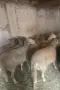 Продавам много дебели овце, снимка 1