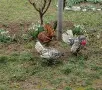 предлагам яйца от сребърни и златни зибрайти , снимка 5
