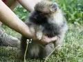 Померан Померанче на 2 месеца, снимка 3