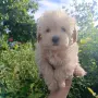 Малтипу♥️♥️Момичета, снимка 3