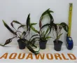 "ПРОМОЦИЯ" Криптокорина – Cryptocoryne undulata "Broad Leaf", снимка 1