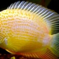 Heros severum gold, снимка 2 - Рибки - 42418864