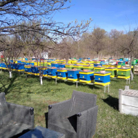 Пчелни отводки 2024, снимка 2 - Други животни - 44585784