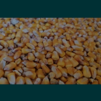 царевица на зърна, снимка 1 - За селскостопански - 44604991