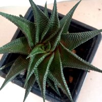 Haworthia Limifolia Twister - сукулент, снимка 1 - Стайни растения - 42701995