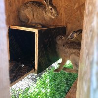 Диви зайци за разселване , снимка 1 - Други - 42633628