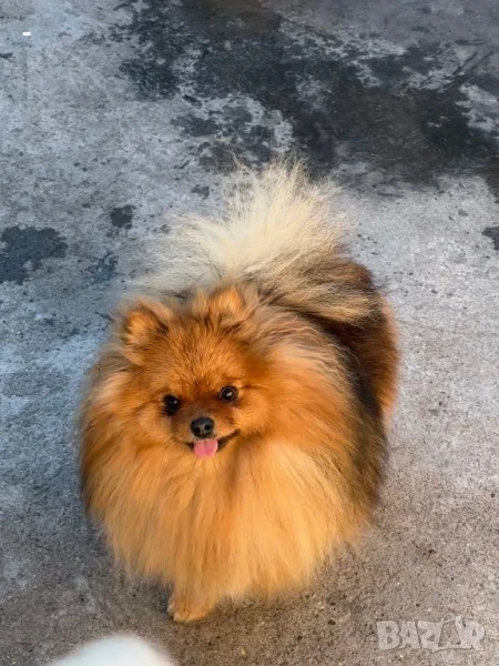 Женски Померан - родословен, снимка 1