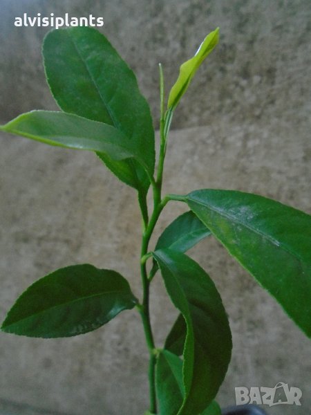 Лимони цитрусови млади дръвчета , снимка 1