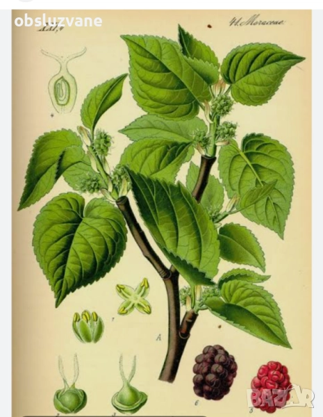 Листа от черница , снимка 1